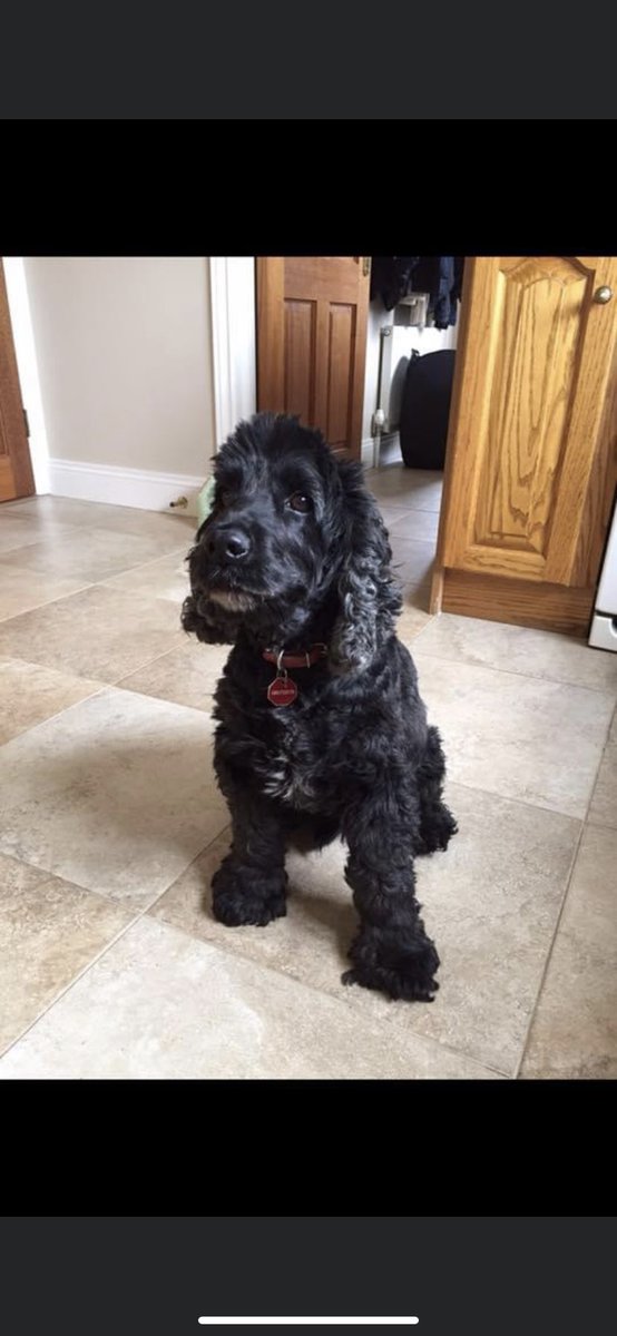 acwebst's tweet image. Sad day today, had to say goodbye to our best friend. He had a great innings, and we were very lucky to have had him in our lives.