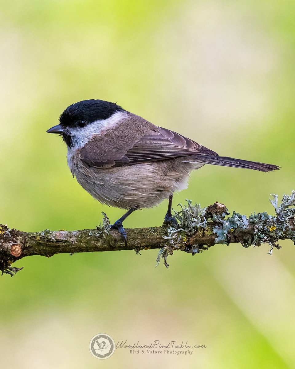 I adore the #MarshTit #BBCWildlifePOTD #Nature #BirdPhotography #Birds #WildlifePhotography @NatureUK @WildlifeMag @iNatureUK @Wildlife_UK @BirdWatchingMag @Britnatureguide @BBCCountryfile woodlandbirdtable.com instagram/woodland_bird_table