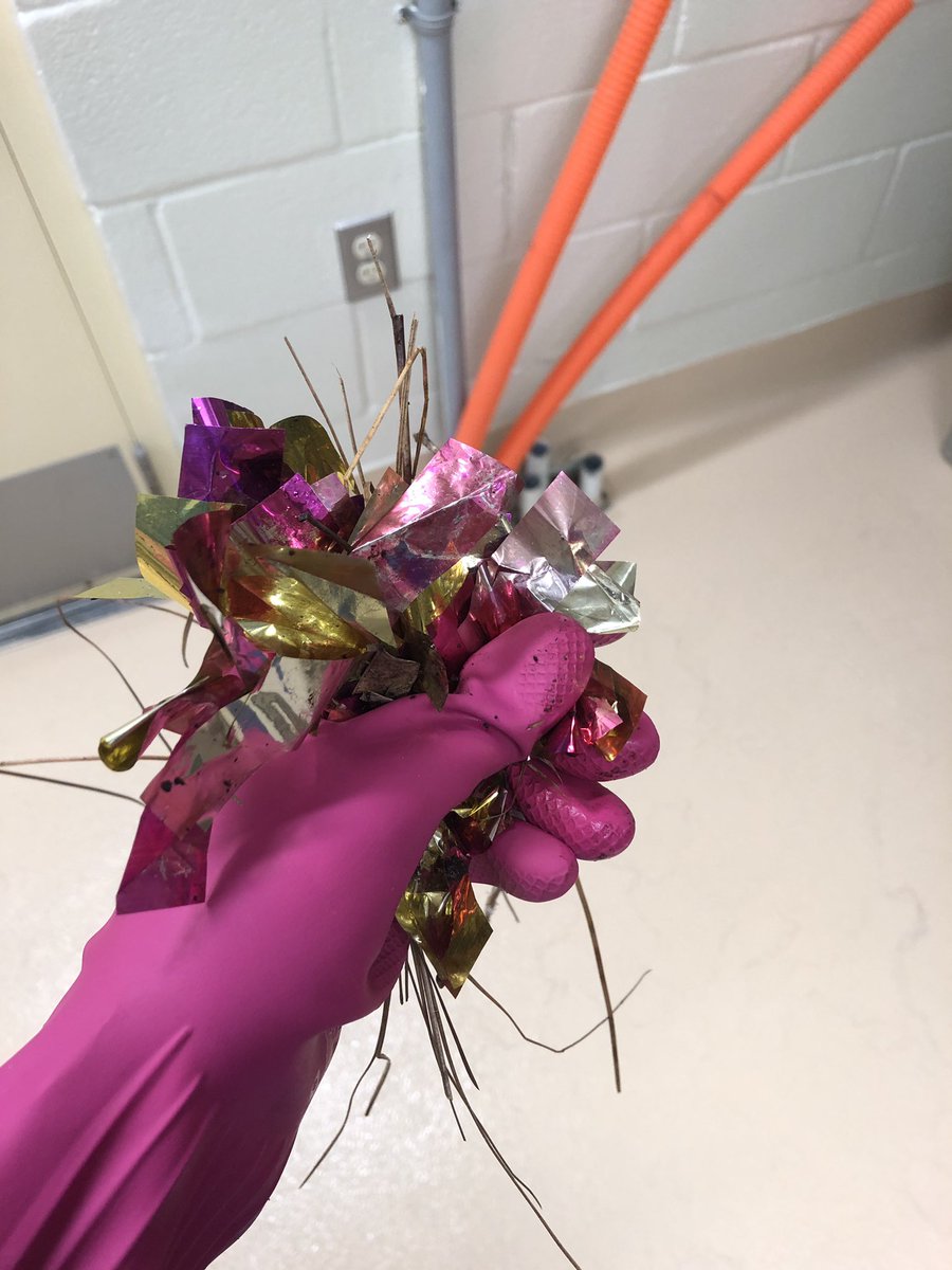 MikeTheTiger's tweet image. We’re having a problem with confetti getting into the habitat. Folks are taking graduation pics and using confetti, but it’s blowing into my yard and my caretakers have to pick it up because if I eat it, it could be harmful. Please take photos without using confetti.