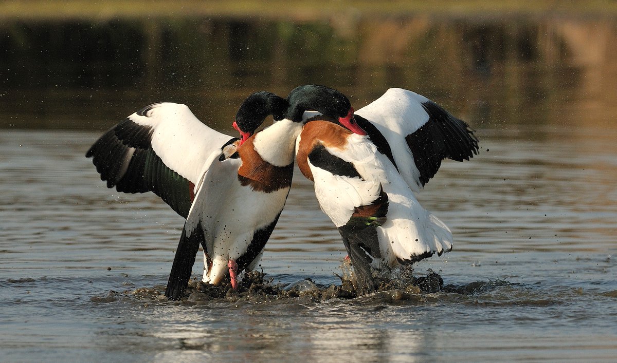 vogelnieuws tweet picture