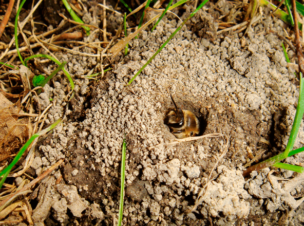 Ground nesting bees in your backyard! ~ <a href="/CornellCALS/">Cornell CALS</a>

"Not all #bees live in hives like #honeybees do. In fact, 70% of all the 20,000 species of #nativebees nest under ground."

More on this story here: bit.ly/BeeBurrows

#nativebee #nativebeesociety #nativebeesocietyofbc