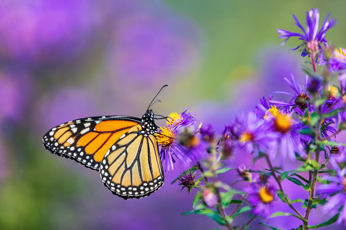 Did you know Halton Hills is part of David Suzuki’s Butterflyway Project? Learn how to create a pollinator-friendly garden in your back yard on haltonhills.ca/earthweek and celebrate #EarthDay2021 by helping our bees, butterflies and birds!