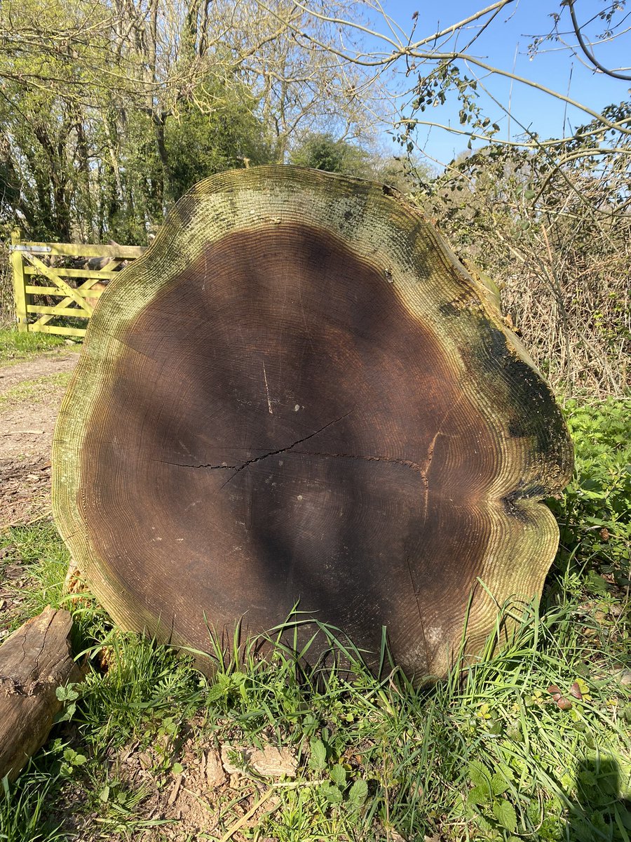 Found this beauty on a walk yesterday and wondered what mathematical questions it might prompt?