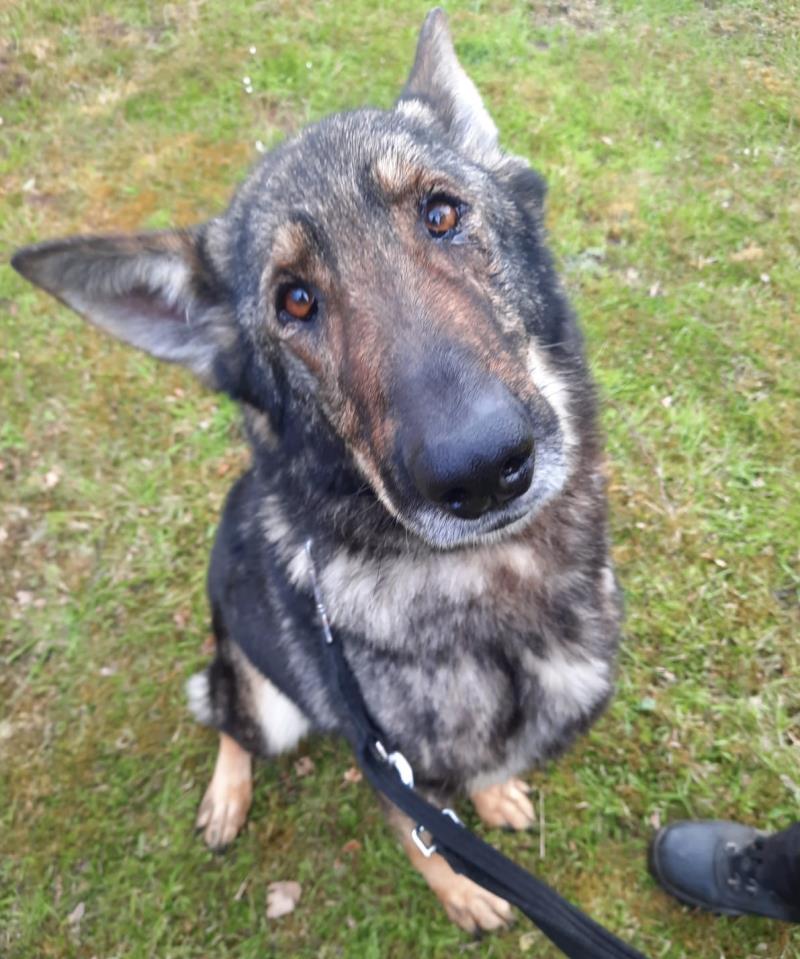 AdoptionsUk's tweet image. Please retweet to help Tia and Gem find a home together #WestMidlands 
Best pals aged 5-7, can live with children aged 11+ as only pets, they have previously lived outdoors and want a patient understanding home? Please share let's keep them together?
dogstrust.org.uk/rehoming/dogs/…
#dogs