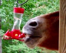 Something keeps drinking from my wife's bird feeder!! https://t.co/MgWrXqkMLn
