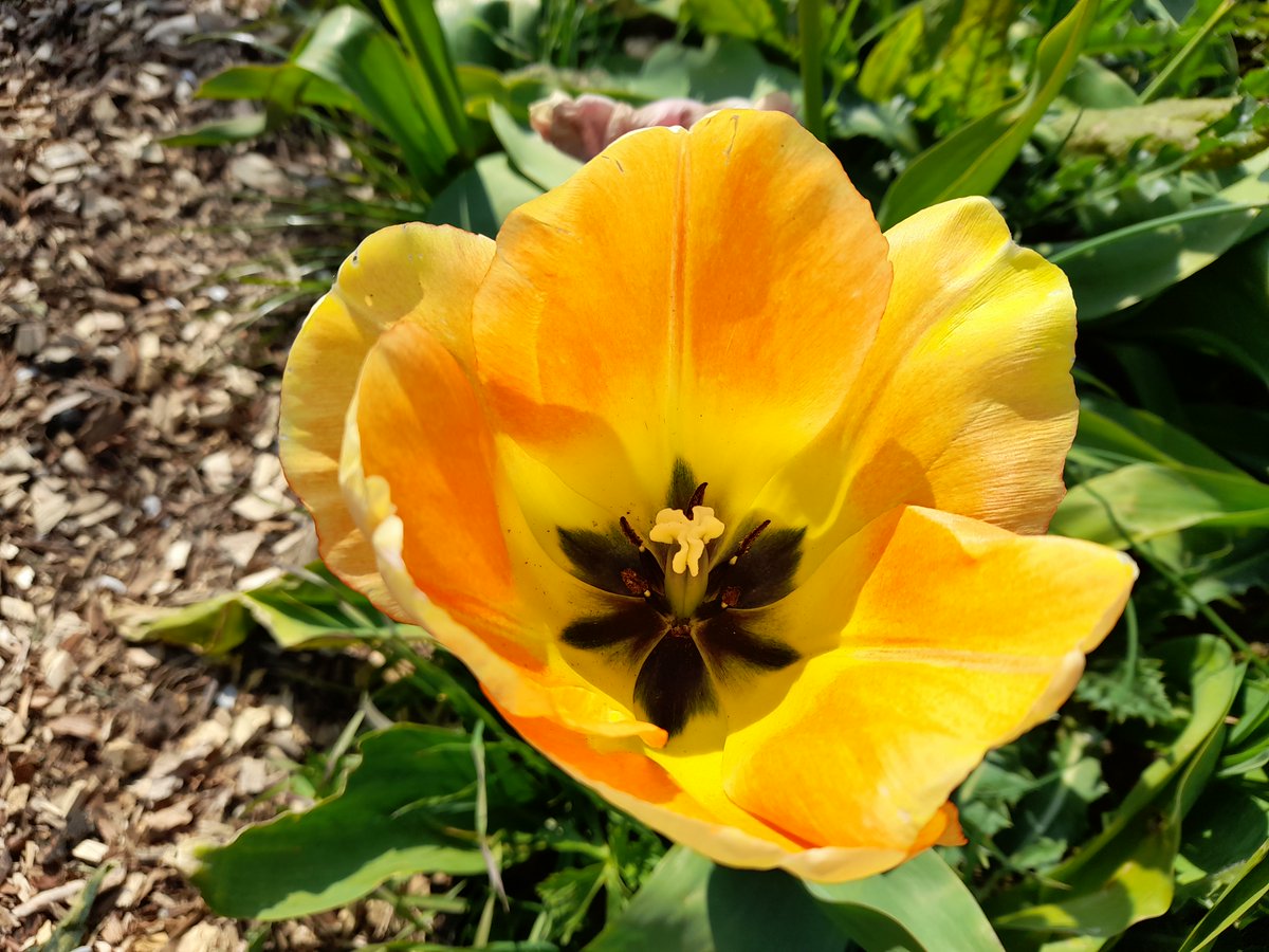 Check out our latest spring newsletter from Forest Farm Peace Garden here: mailchi.mp/bc30bc9886ba/l…