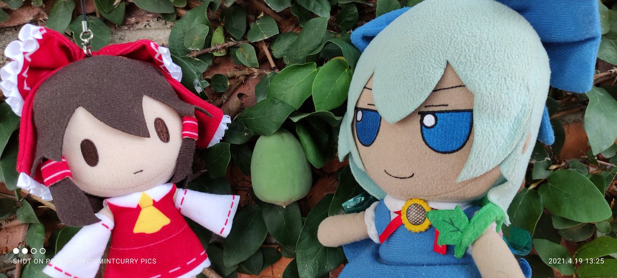 Cirno Plush A Dumb Day - Xilonder Wallpaper