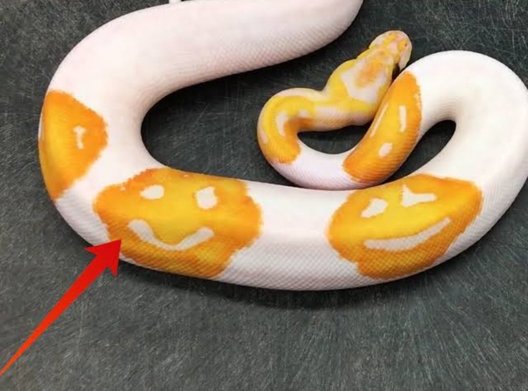 The breeder said that the “emoji ball python” sold for $6,000...Resourses : ARY News