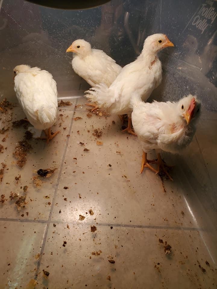 Benton Library tweet media