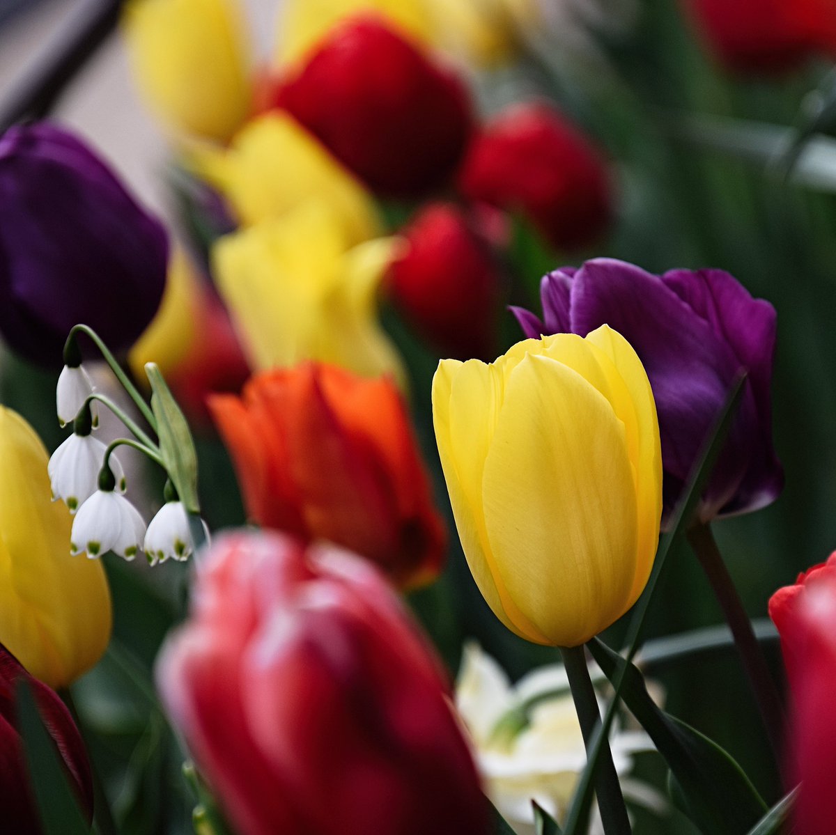 Some #Spring #flower #photography <a href="/lombardparks/">Lombard Park District</a> Lilacia Park 4/18/21