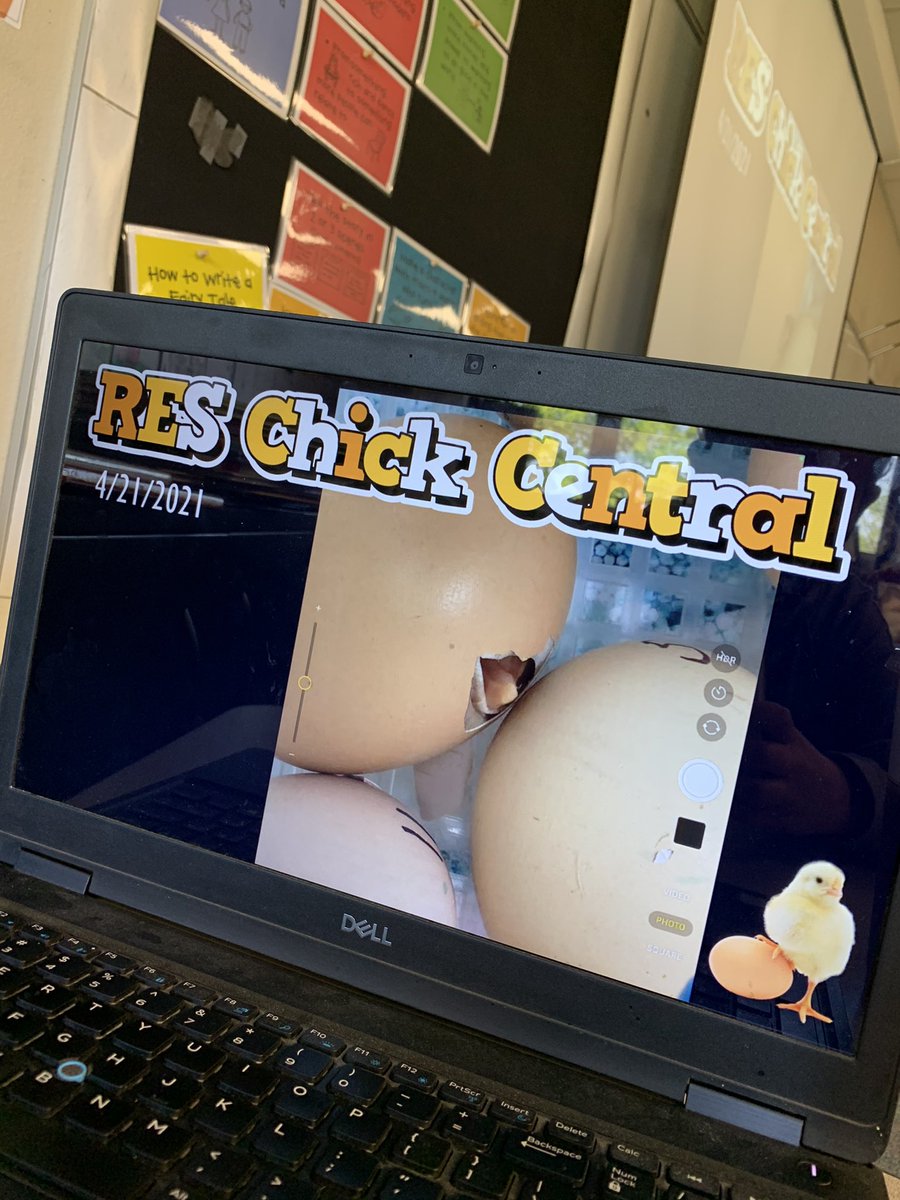 Katelyn Cole (@mrscoleres) on Twitter photo It’s the most wonderful time of the yearrrrrr 🐣 thanks for the #livestream <a href="/kjrvaldez/">Kelley Valdez</a> <a href="/RoanokeRangers/">Roanoke Elementary</a> <a href="/NorthwestISD/">Northwest ISD</a> #hatchday It’s the most wonderful time of the yearrrrrr 🐣 thanks for the #livestream <a href="/kjrvaldez/">Kelley Valdez</a> <a href="/RoanokeRangers/">Roanoke Elementary</a> <a href="/NorthwestISD/">Northwest ISD</a> #hatchday