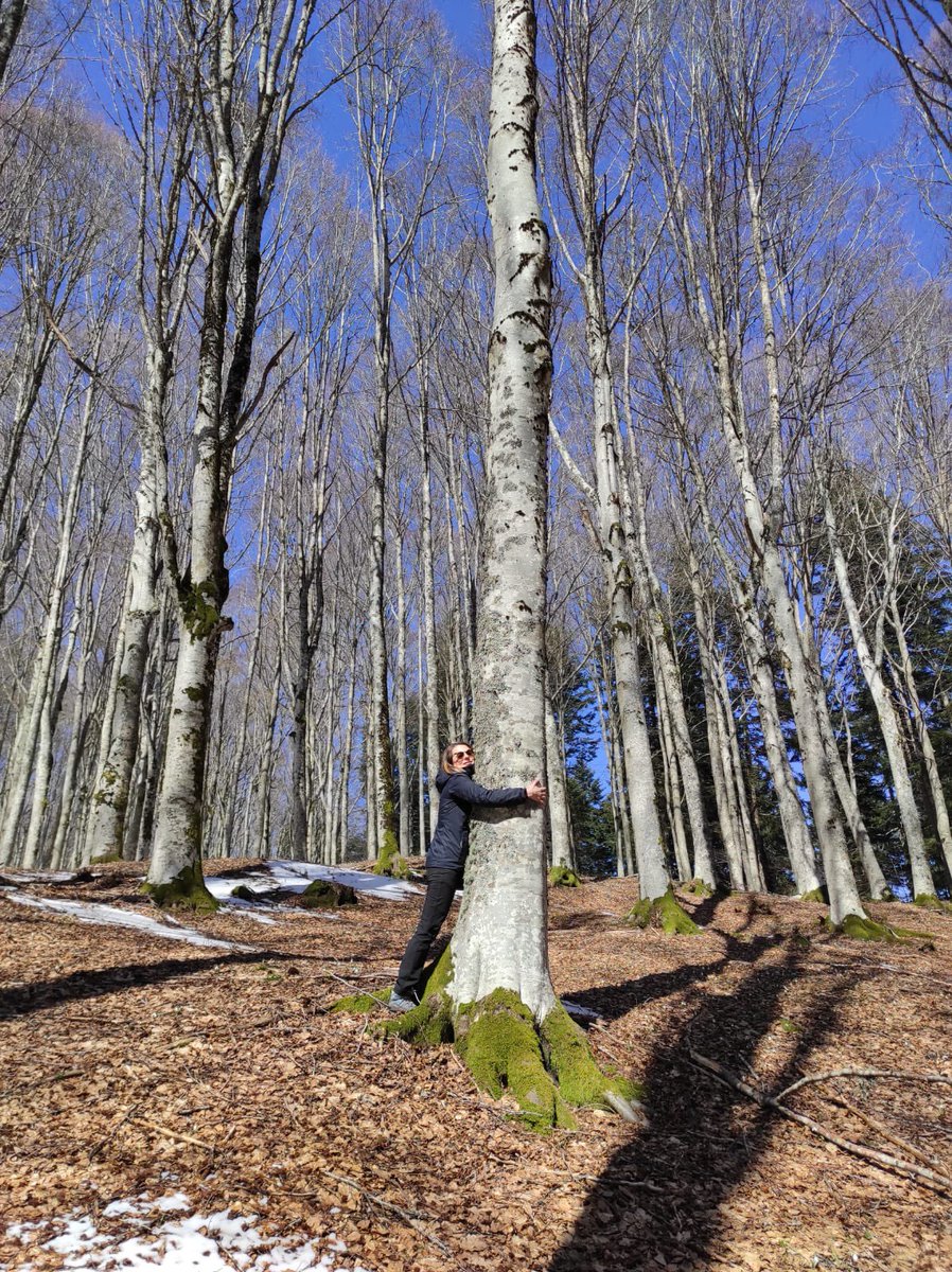 Immersioni in foresta o Forest Bathing  <a href="/foresters/">Society of American Foresters</a> <a href="/TrentinoForest/">Forest Department - Servizio Foreste (Trentino)</a> <a href="/salvaleforeste/">Salva le Foreste</a> <a href="/salvaleforeste/">Salva le Foreste</a>  #forestecasentinesi