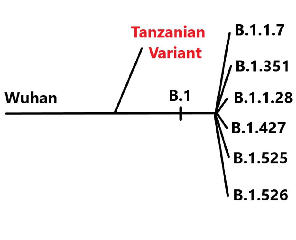 TANZANIA VARIANT—One of the most preeminent Harvard virology professors is trying to warn—Tanzanian variant branched off Wuhan 1.0 strain but acquired all the bad mutations of  #B117 &  #B1351 independently—convergent evolution. By  @WmHaseltine.  #COVID19  https://www.forbes.com/sites/williamhaseltine/2021/04/15/new-tanzanian-variant-detected-in-angola-from-an-entirely-new-branch-of-sars-cov-2/