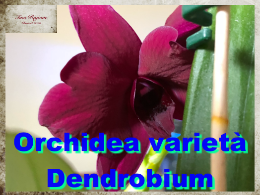 CastelliIrpinia's tweet photo. Come #nasce un’#orchidea. Se ti va, clicca qua per il #videobreve : https://t.co/l34dj1kgtE
e iscriviti al Canale di @TinaRigione https://t.co/BcmeNtFFAu
Grazie!!
#Shorts https://t.co/SX9slYpt9g