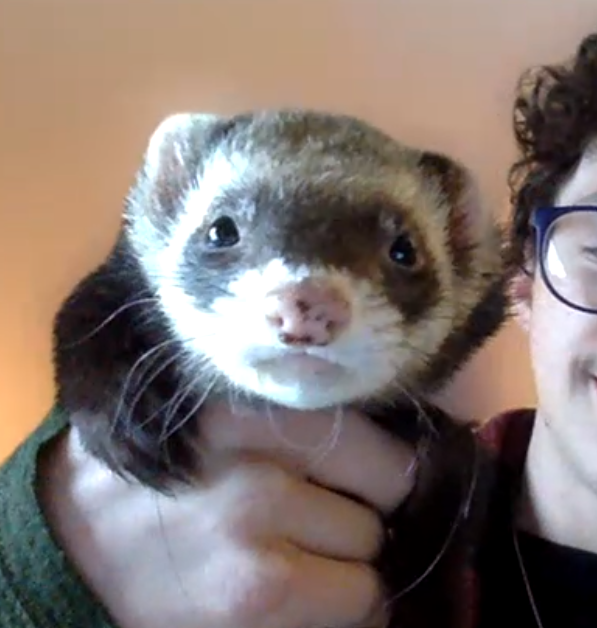 Teaching a remote lecture during COVID has some upsides. As we were signing off today, one of my students stayed on and asked "would you like to see my pet ferret?" 🤩 #COVID #studentengagement #remotelectures