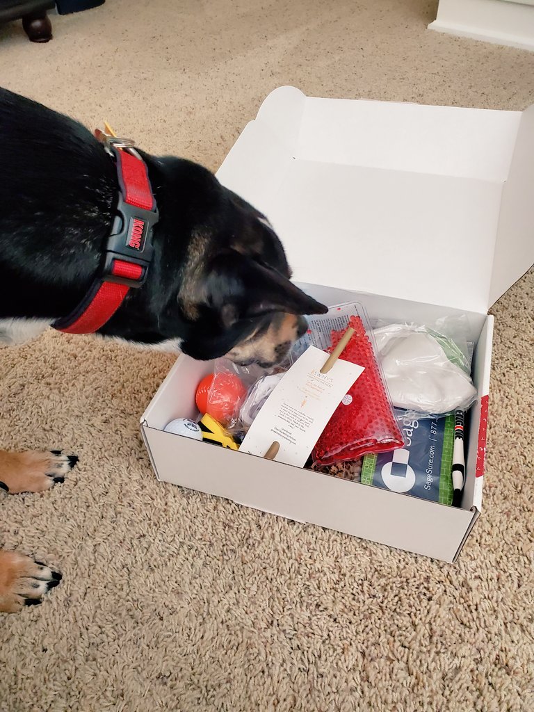 amymersch's tweet image. Hey @ajmoon1612, my dog is also super interested in my #AMAIgnite swagbox!

What does your conference experience look like? Tag @AMACincinnati with #AMAIgnite for a chance to win the @caresource prize pack + social media consulting with @SarahCUnleashed!

#CX #marketing