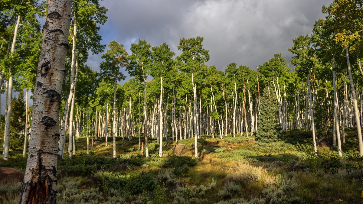 Sunny one minute and stormy the next! The mountains surrounding my home make the weather around here pretty fickle.

#stormyskies
#pando
#fishlakenationalforest
#aspenforest
#suddenlystormy