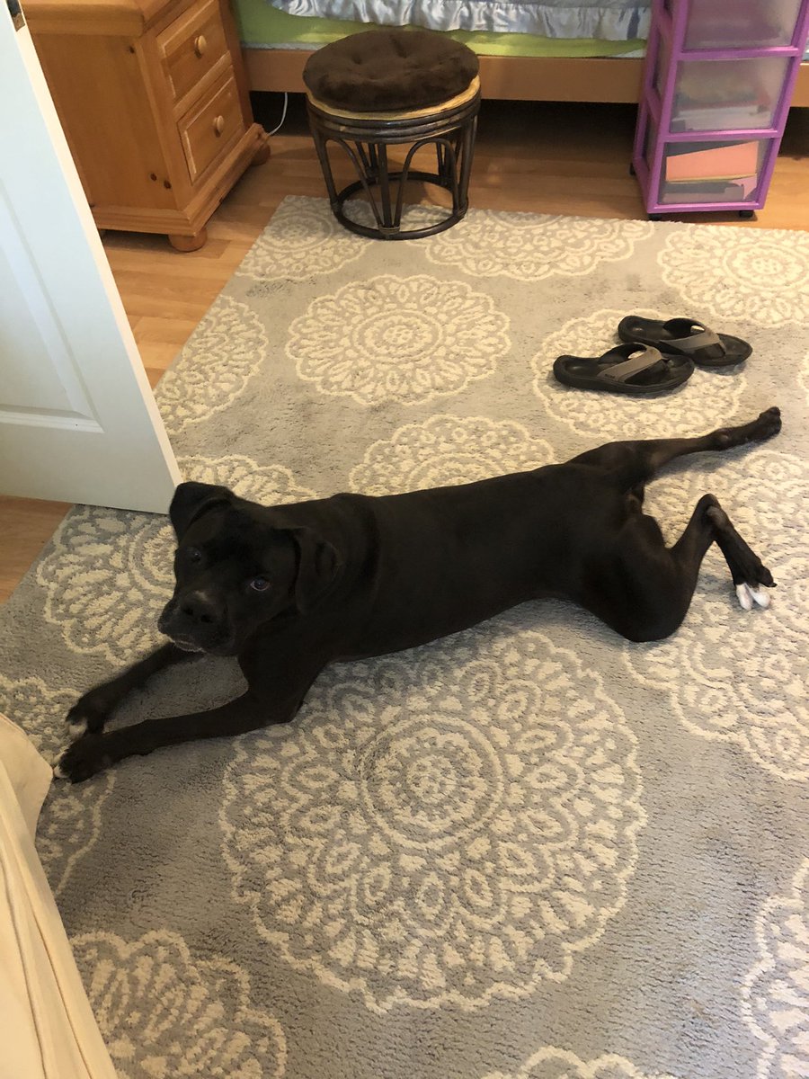 k9kayaks's tweet photo. Lexi here I’m giving moral support during #MaxSmiles #GoogleMeetClass 
Damon 💭 I’m sharing my talent of #FrogLegs to the class 🐾🐾❤️
@dogcelebration https://t.co/1uJsc9XJ1f