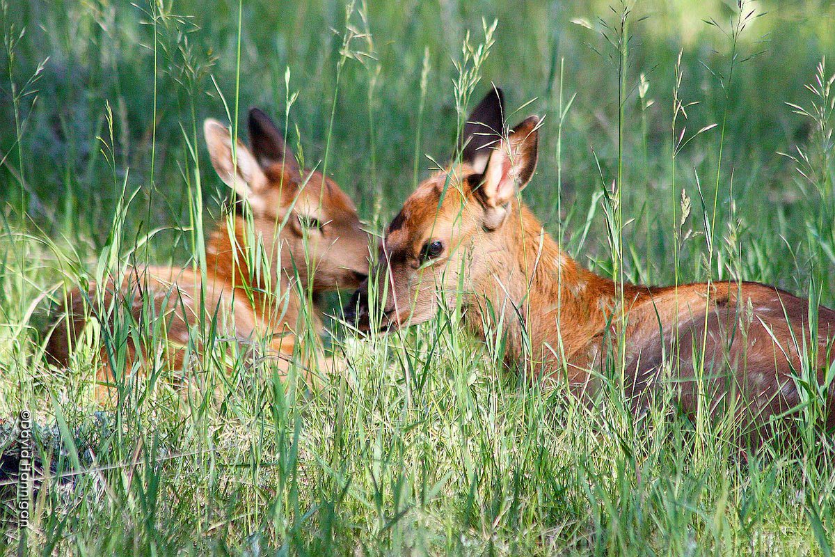 If you’ve seen young wildlife that’s been alone for a day or two and are concerned it’s abandoned, call a CPW office. We will work with a certified wildlife rehabilitation center to get aid for the wildlife, if possible. Do not move the animal.  #KeepWildlifeWild (4/5)