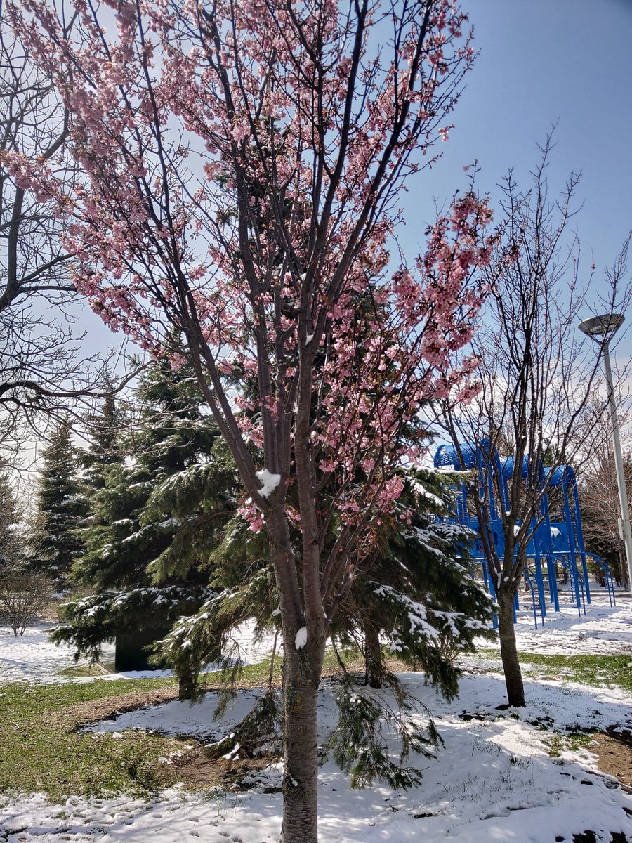 There's something so eerie about winter sakura...