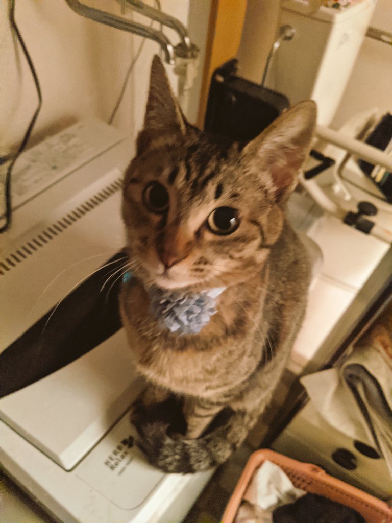 ペット 映画 最新情報まとめ みんなの評価 レビューが見れる ナウティスモーション 3ページ目