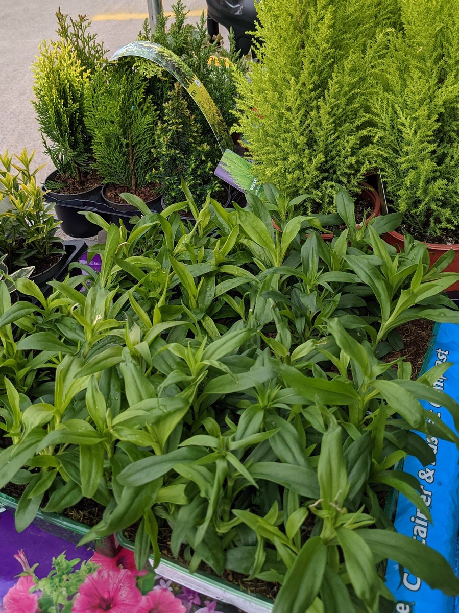 It's a fresh plants kinda day 🌿 

#LocalPub #OpeningSoon #Tongwynlais