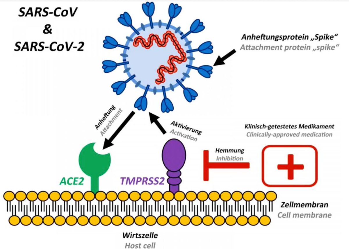 Коронавирус является. Ace 2 Рецептор коронавирус. Коронавирус строение Covid 19. Рецепторы клеток для SARS-cov-2. Строение вируса SARS-cov-2.