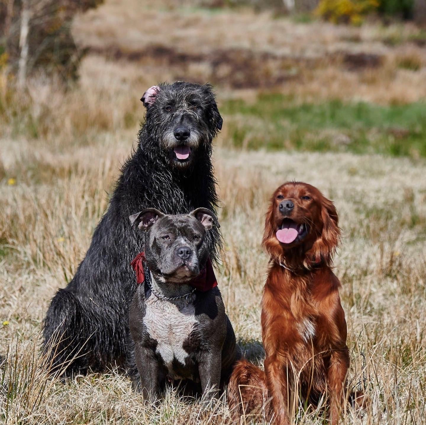 Newfoundland wolfhound on sale