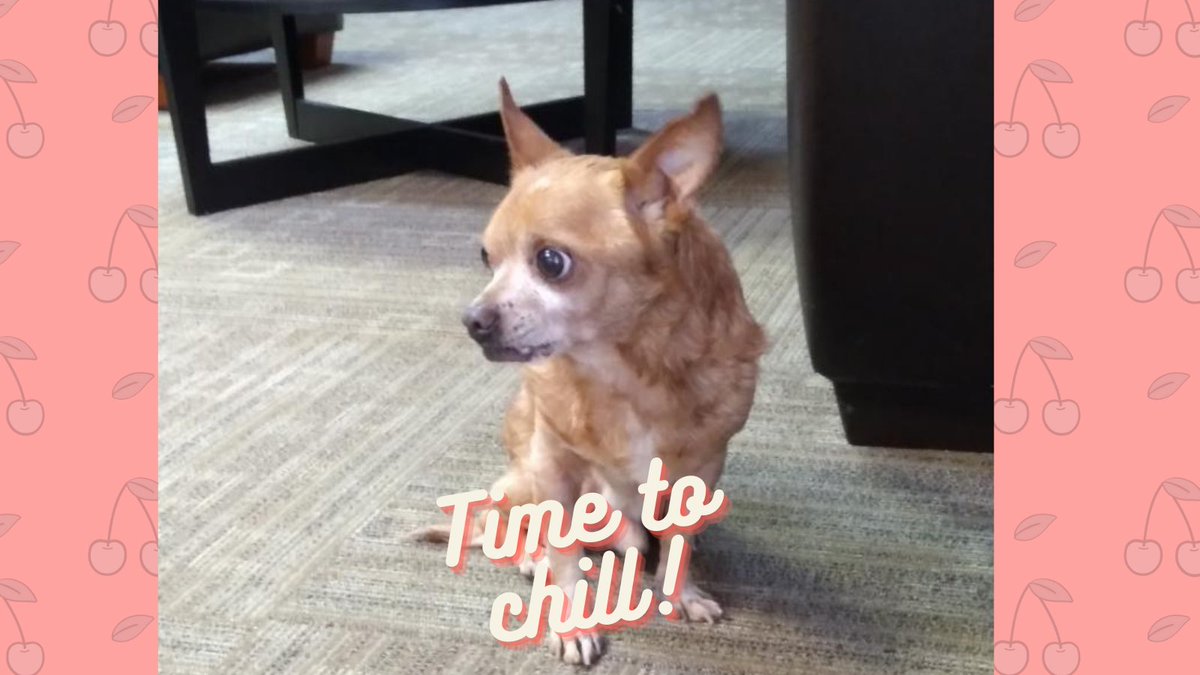 MYPHStore's tweet photo. Pancho is fascinated by long drives and park visits. And he knows when is the time to go out and he starts gazing at the doors right then. His silent way of saying ‘What are you waiting for’! 

#MYPH #PetOfTheMonth #Pancho #ContestWinner #Chihuahua #DogDiaries  #MakeYourPetsHappy https://t.co/phWOD2qA5j