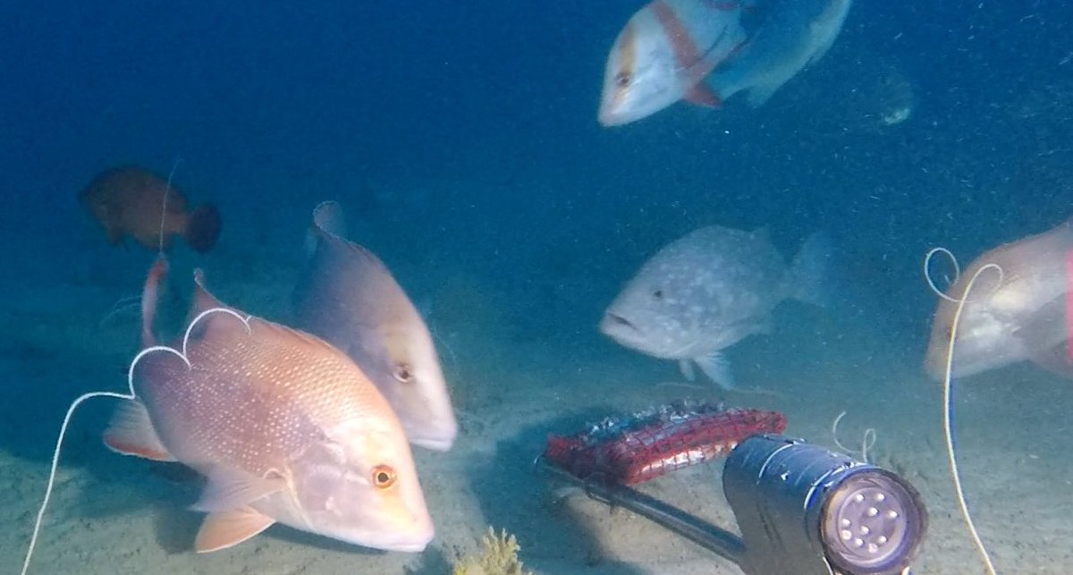 Leanne Currey-Randall (@leannemcurrey) on Twitter photo The first assessment of fish biodiversity associated with an ancient coastline feature in WA published in <a href="/PLOSONE/">PLOS One</a> - we improve our understanding of its function in patterns of mesophotic fish abundance using #BRUVS <a href="/aims_gov_au/">Australian Institute of Marine Science</a>
journals.plos.org/plosone/articl… The first assessment of fish biodiversity associated with an ancient coastline feature in WA published in <a href="/PLOSONE/">PLOS One</a> - we improve our understanding of its function in patterns of mesophotic fish abundance using #BRUVS <a href="/aims_gov_au/">Australian Institute of Marine Science</a>
journals.plos.org/plosone/articl…