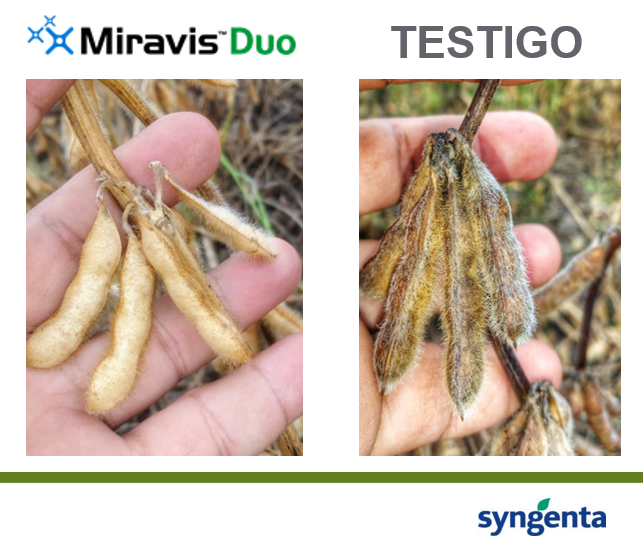 JuanpiCileiro's tweet photo. El lote en Lincoln, BsAs que venimos siguiendo con #Farmshots .
Se aplicó #MiravisDúo en R3 el 11/02/21 -> (73 DDA)
#LaSojaNoSeMancha
#SinPicnidios
@Syngenta_ar 
@grupolareja https://t.co/C2NDNm0gxf