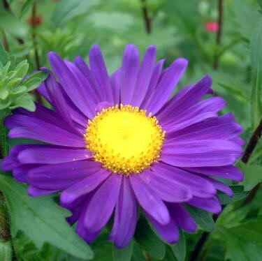 寿司はのtwitterイラスト検索結果