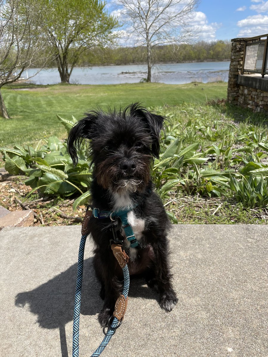 afunderburg_97's tweet photo. Phoebe loves exploring our new home! https://t.co/SKMDRbNiJg