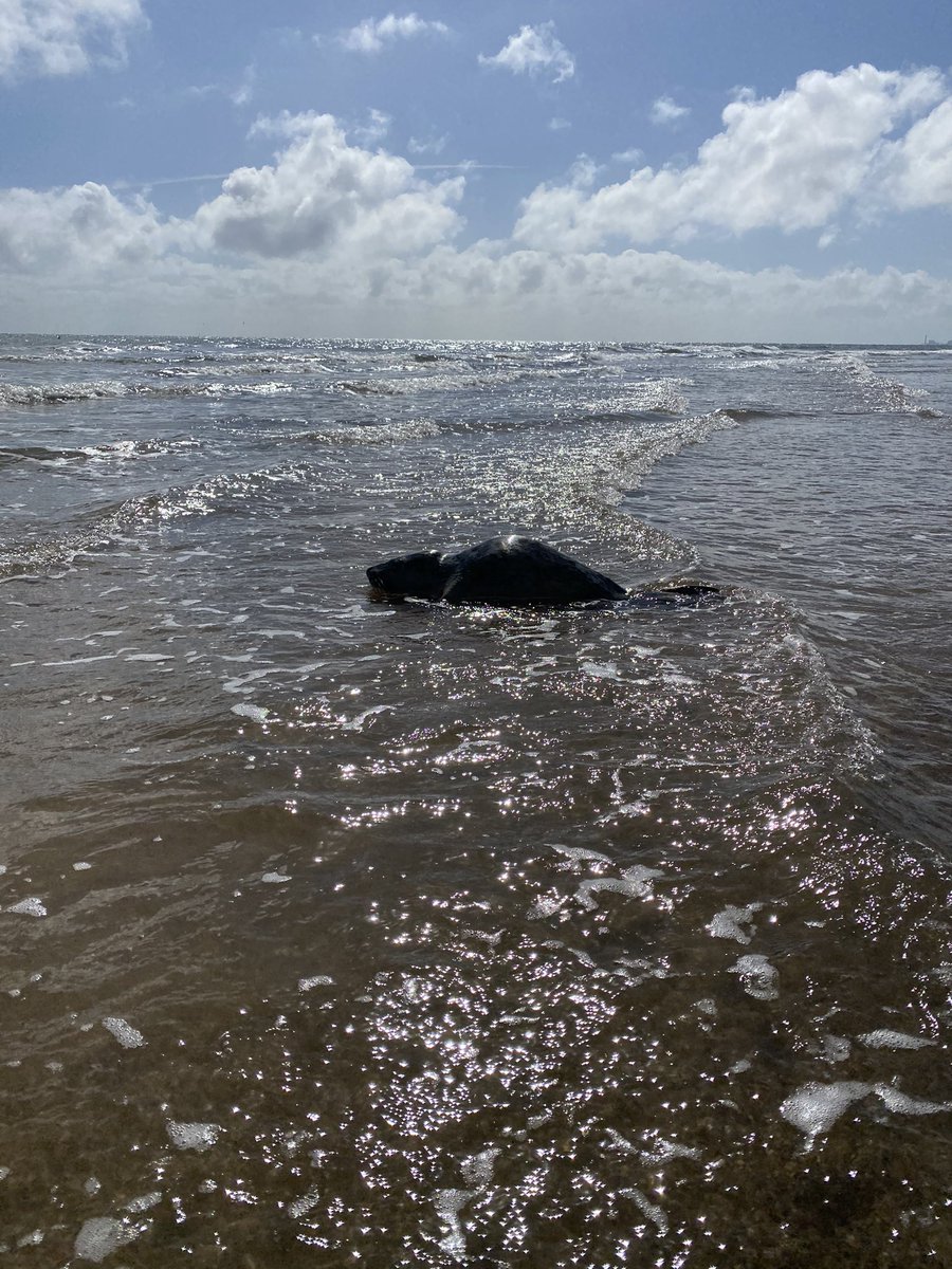 It was amazing on the beach this morning. We met a seal in the shallows.... we were very good &  waited at a distance while mum checked it wasn’t injured or distressed? It was fine,  so we watched over until it swam off &  we finished our walk #Amazing #MagicalExperience