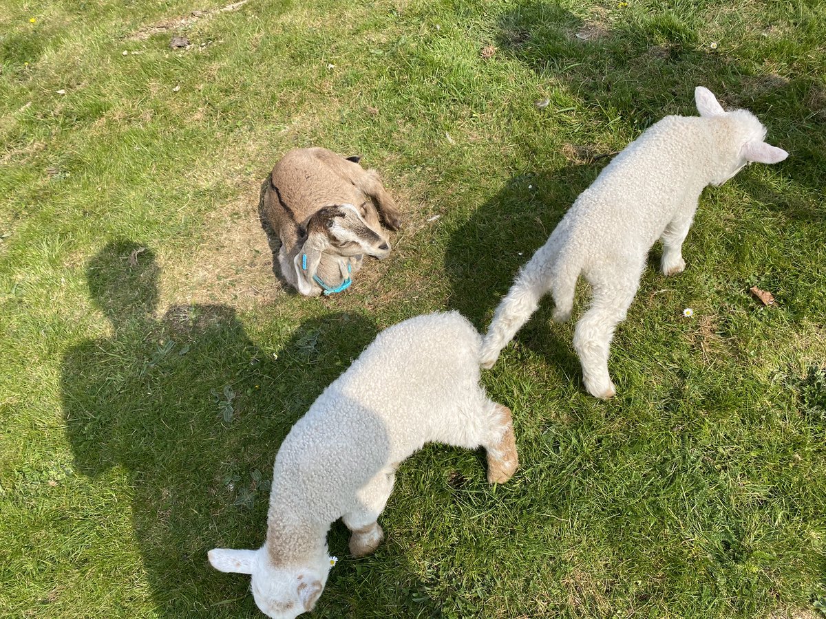 AnimalcarePhs's tweet photo. Someone’s settling in nicely with her new friends! #goat #sheep #kid #lambs #Cuties https://t.co/x8wDtzGpsC