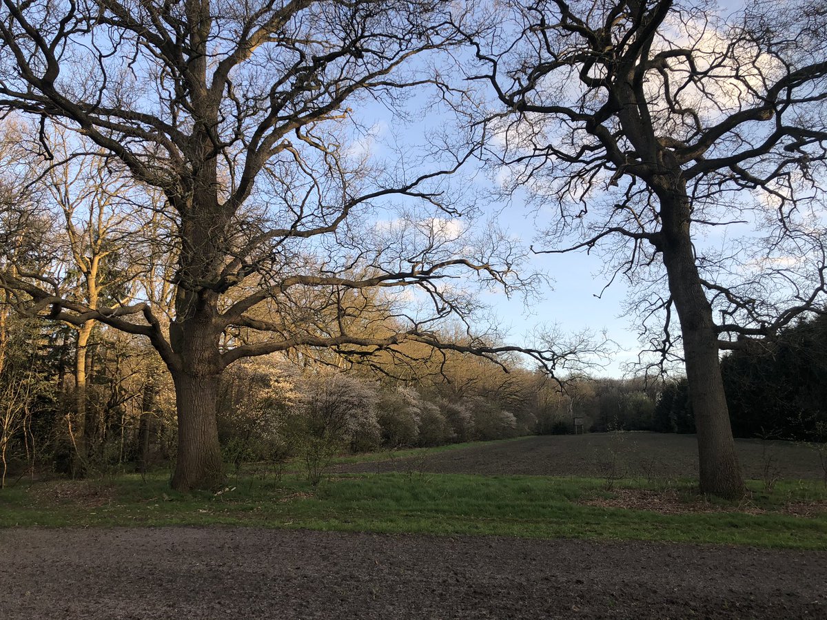 Als de krent bloeit en het graan uit de grond komt. Dan weet je dat het voorjaar is en tijd voor een mooie wandeling langs de percelen zomer Rogge, haver en Utrechtse Blauwe. Op de foto een gigantische eik met daarachter de haver. Voer en stro voor komende winter.
