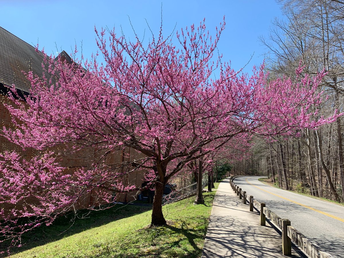 williamandmary's tweet photo. W&M becomes a kaleidoscope of colorful blooms this time of year. Take a minute to appreciate the beauty of campus and we invite you to share your favorite #wmInSpring photos for all to enjoy. https://t.co/1IdJ031WUV