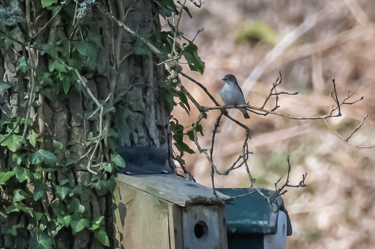 Pied flycatcher at Nagshead RSPB