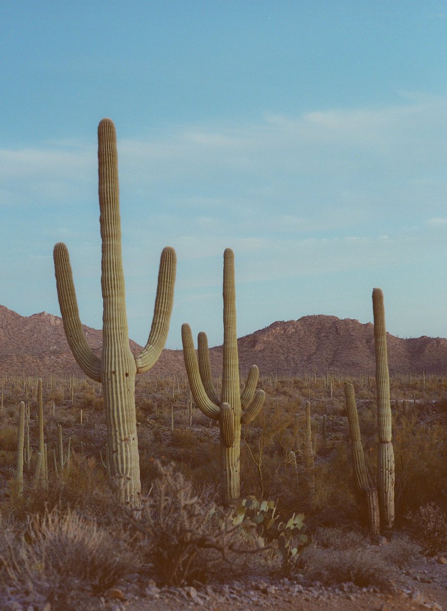 Saguaro National Park on film