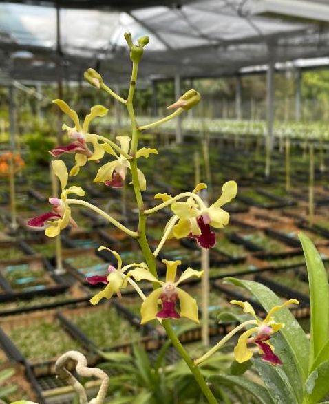 FLASH BOGOS live now #motesorchids #orchids conta.cc/2P8DpF1