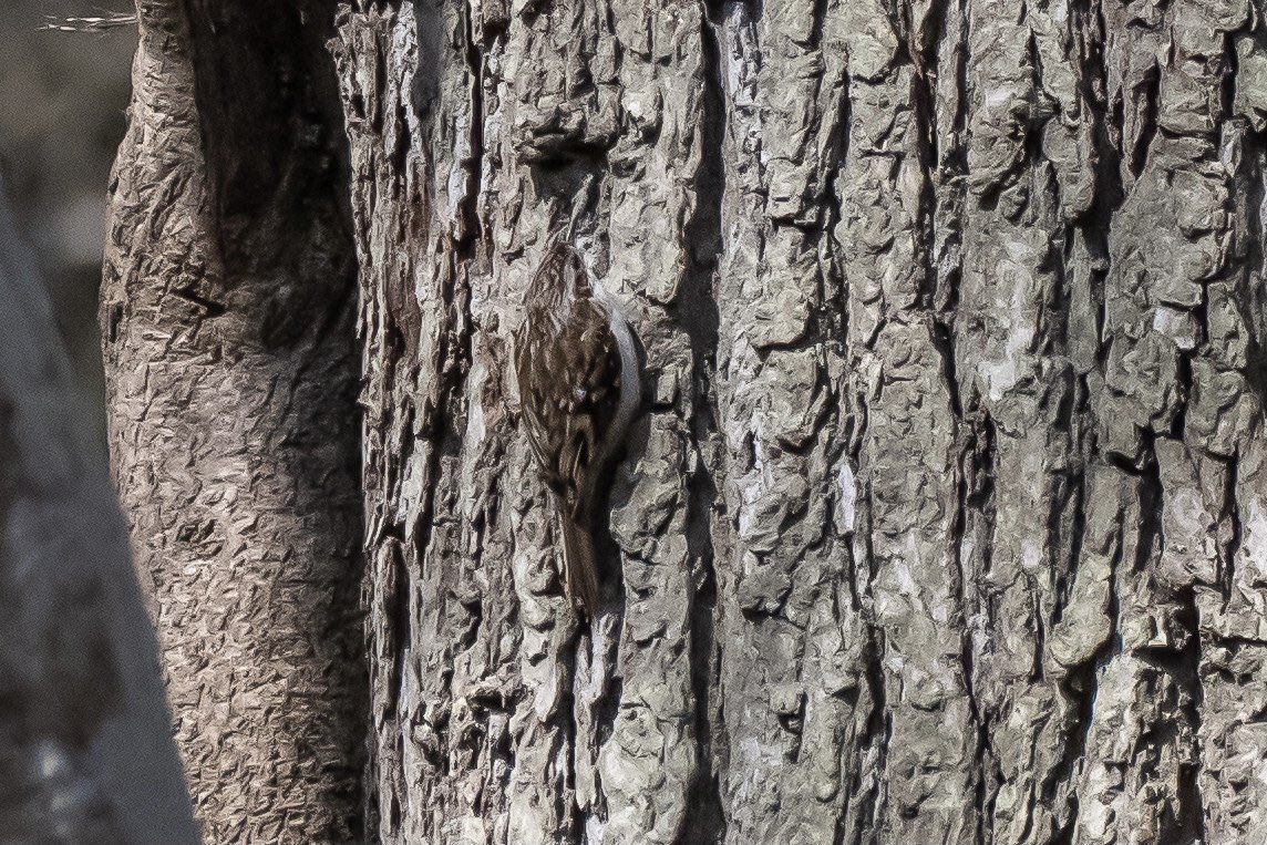 Treecreeper at Nagshead RSPB