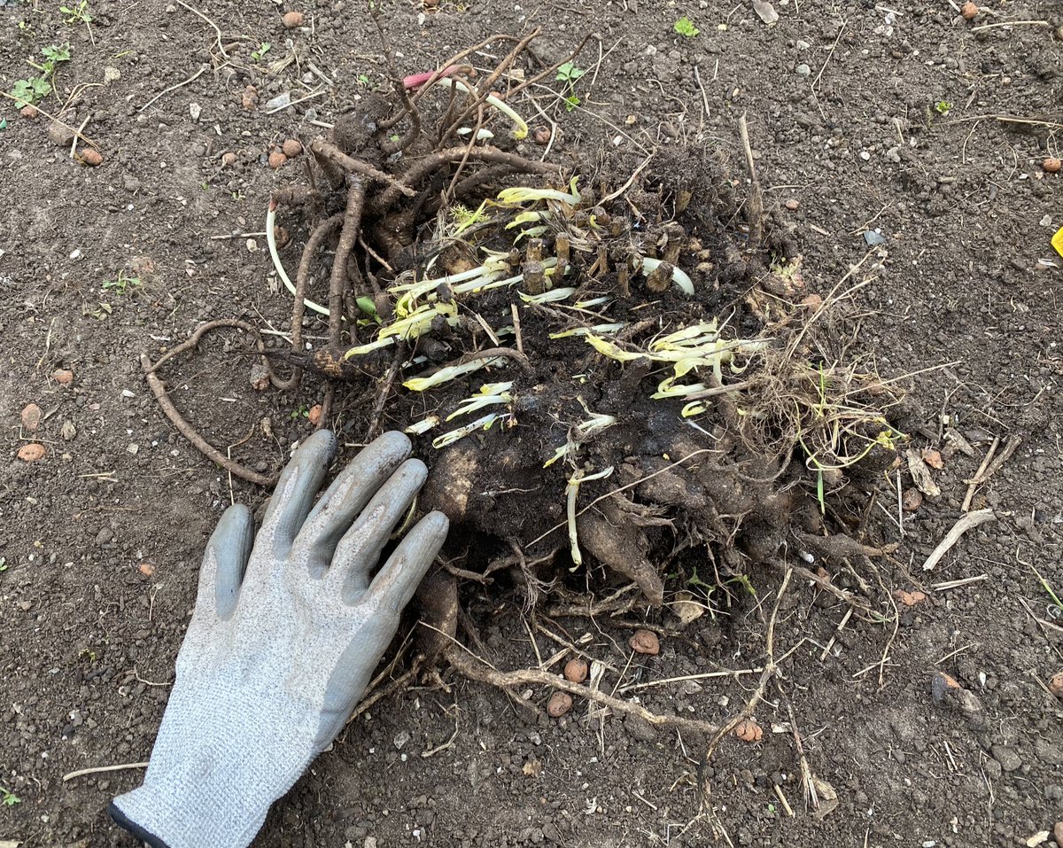 boxnumberten's tweet photo. Managed to find the 8 year old dahlia’s tubers in the @NQGrowboxes compost bin (glove for scale)! New growth on it so fingers crossed that it isn’t too damaged! Hopefully it’ll be back to its full glory in a few years 🙂 https://t.co/JRi76QTqnC