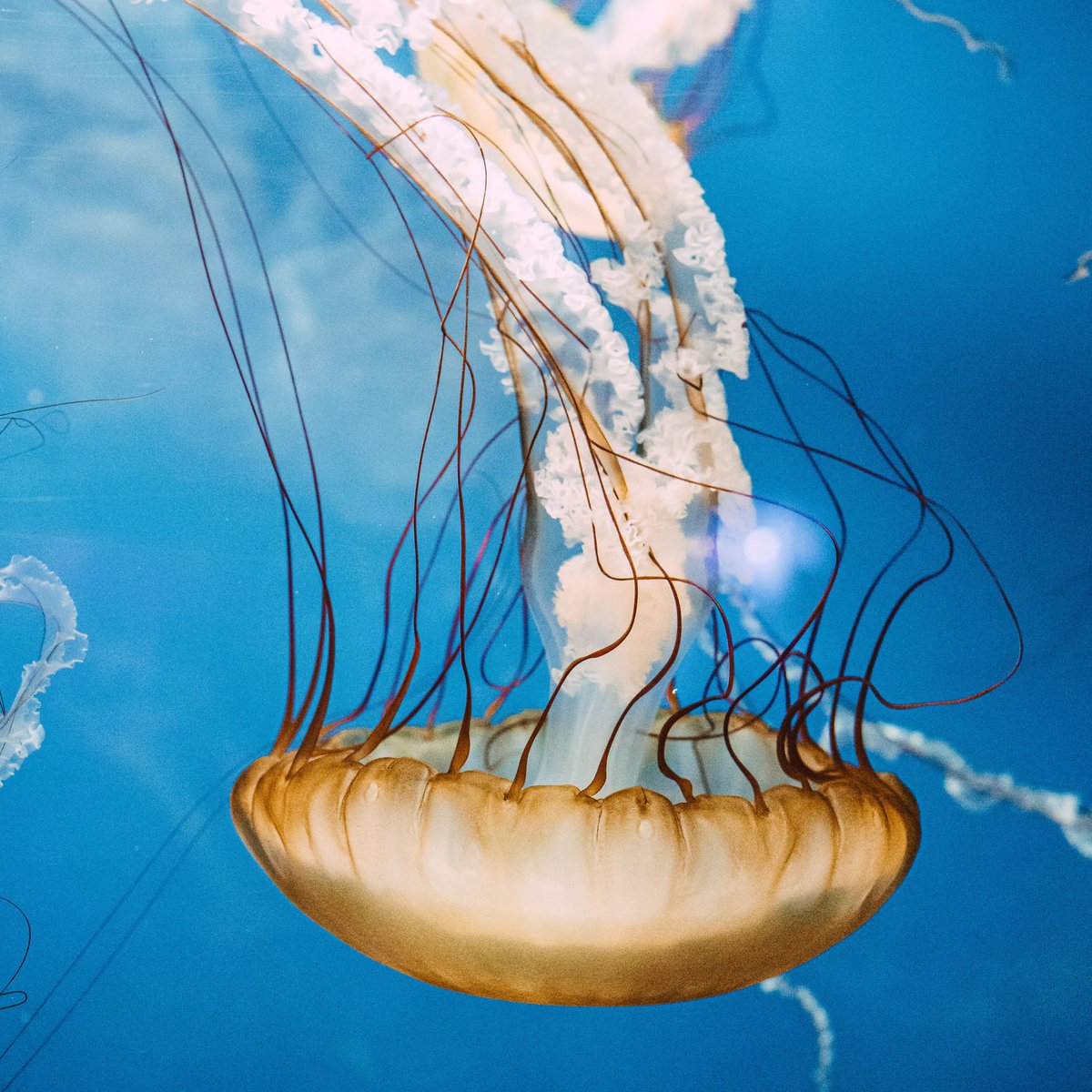 Wirestock's tweet image. A stunning jellyfish 💓
.
📸 Mason Fitzpatrick
.
#underwaterphotography #jellyfish #deepseacreatures #Wirestock
