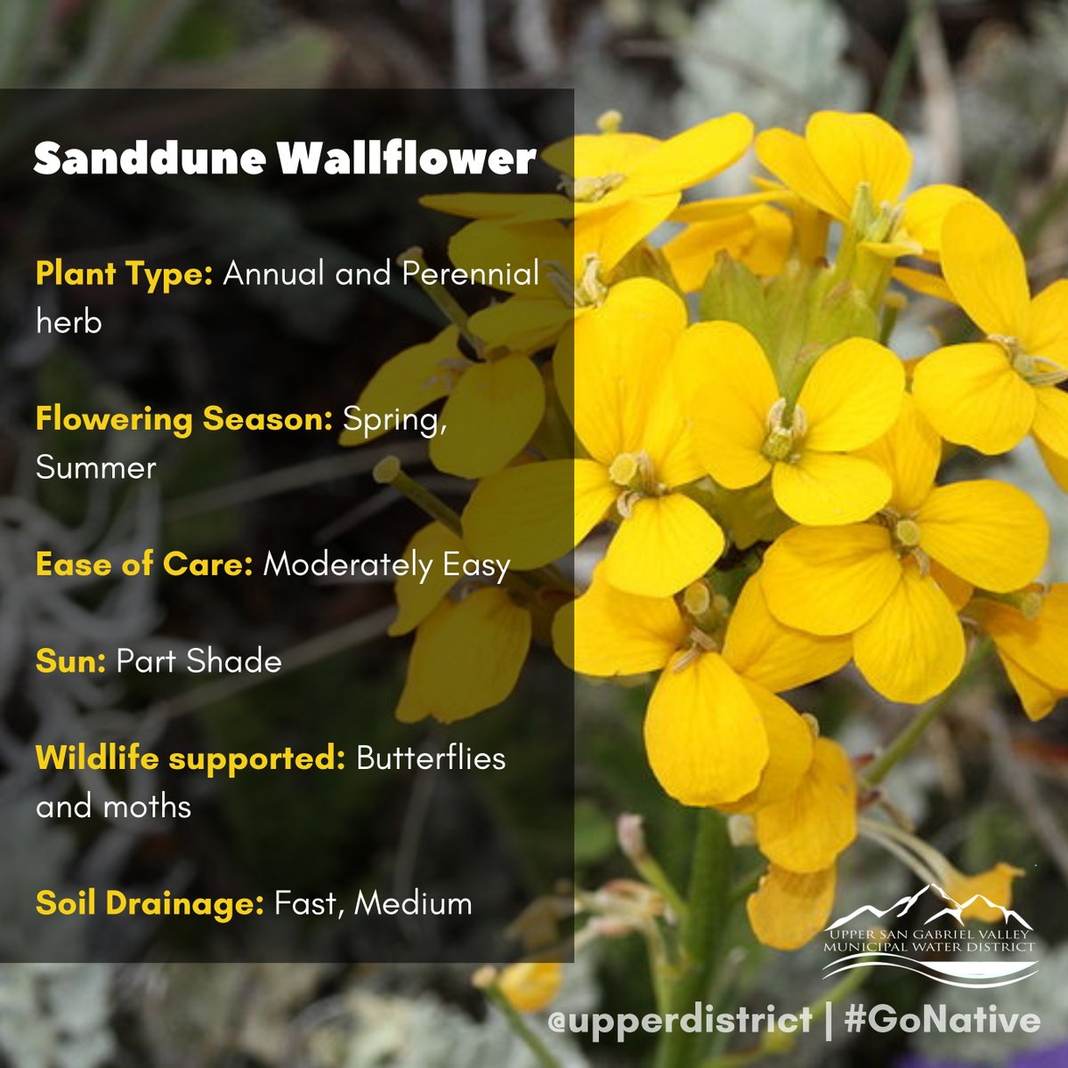upperwatersgv's tweet photo. #GoNative Plant Profile: Sanddune Wallflower 
Each flower has four flat petals. Seed pods are nearly-parallel to the stem. Although quite variable in appearance, it is an attractive garden plant. 
Info: https://t.co/PZCZVA0Eb1
Nursery: https://t.co/CUoLW0Z1q7
#CANativePlantWeek https://t.co/CmTrZRdGje