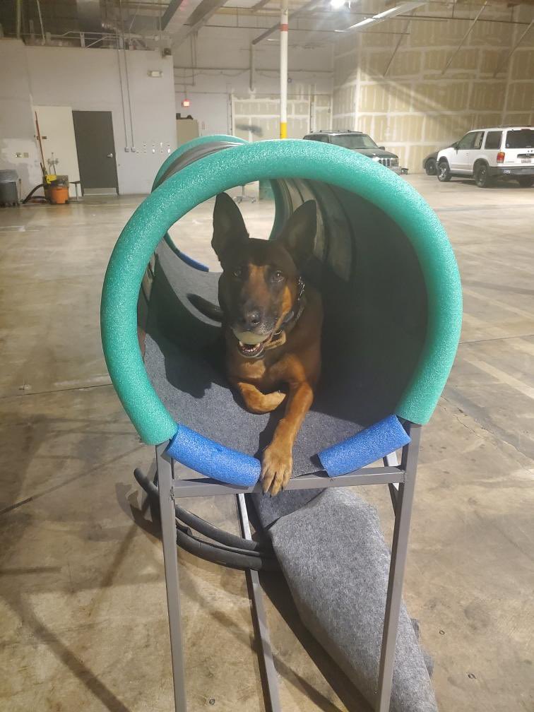 TPDK9Helio's tweet photo. Happy 5th birthday to this handsome guy https://t.co/7gm5ZsMtuZ