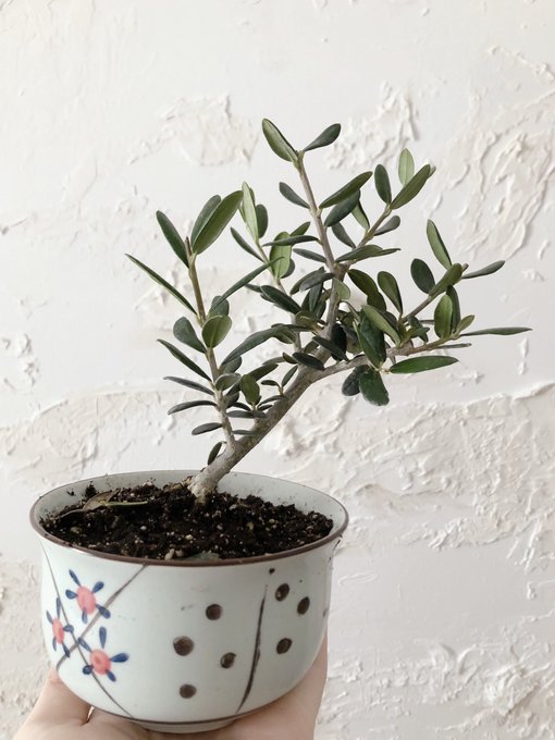 Introducing my new child: baby olive tree 🥺🫒 https://t.co/AfZtLXCUeP