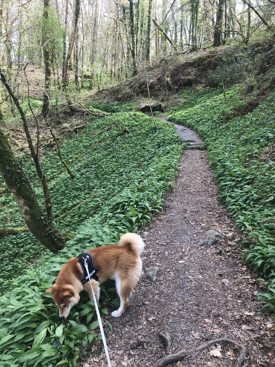 beckers1000's tweet photo. ‘I can smell garlic’ 🧄  😊🐕🐾🐾 🏴󠁧󠁢󠁷󠁬󠁳󠁿 #wildgarlic #ramsons #buckrams #shibainu #shiba #walkies https://t.co/fogx8DBCDr