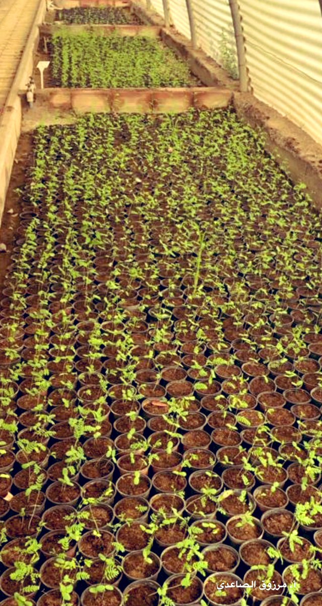 <a href="/falmohmd/">مستشار فالح المحمدي @ ومهتم بيئي</a> @Almethnbany <a href="/obidaloni/">عبيد العوني</a> <a href="/saadsa1/">سعد بن رباح العجمي</a> @green_afif @Tabuk_env بوركت الجهود أ. فالح👍🏼

#الغاف_الخليجي
#Prosopis_cineraria

سنشاهده في المدينة قريبا ان شاء الله🌿 حيث اتضح لنا مؤخرا انه ناجح بتفوق ويصل لـ١٥ م (مرفق) وله ظل وارف وموئل رائع للطيور😊

وقد اهتم به أ. مرزوق الصاعدي مدير قطاع الشمال في الأمانة ونجح شتلها🌱🌱🌱

شاهدتها بكثرة بدبي🍃