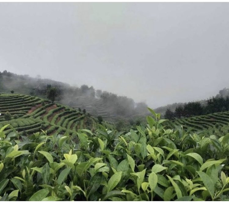 chifittea's tweet photo. World earth day 💚 at Chi Fit we pride ourselves that we are sustainability focused, our products are from the beautiful organic tea mountains of Yunnan, in SW China and they are picked and packaged into biodegradable teabags and our packaging is recyclable... Happy Earth Day https://t.co/kgrgaUFJYO