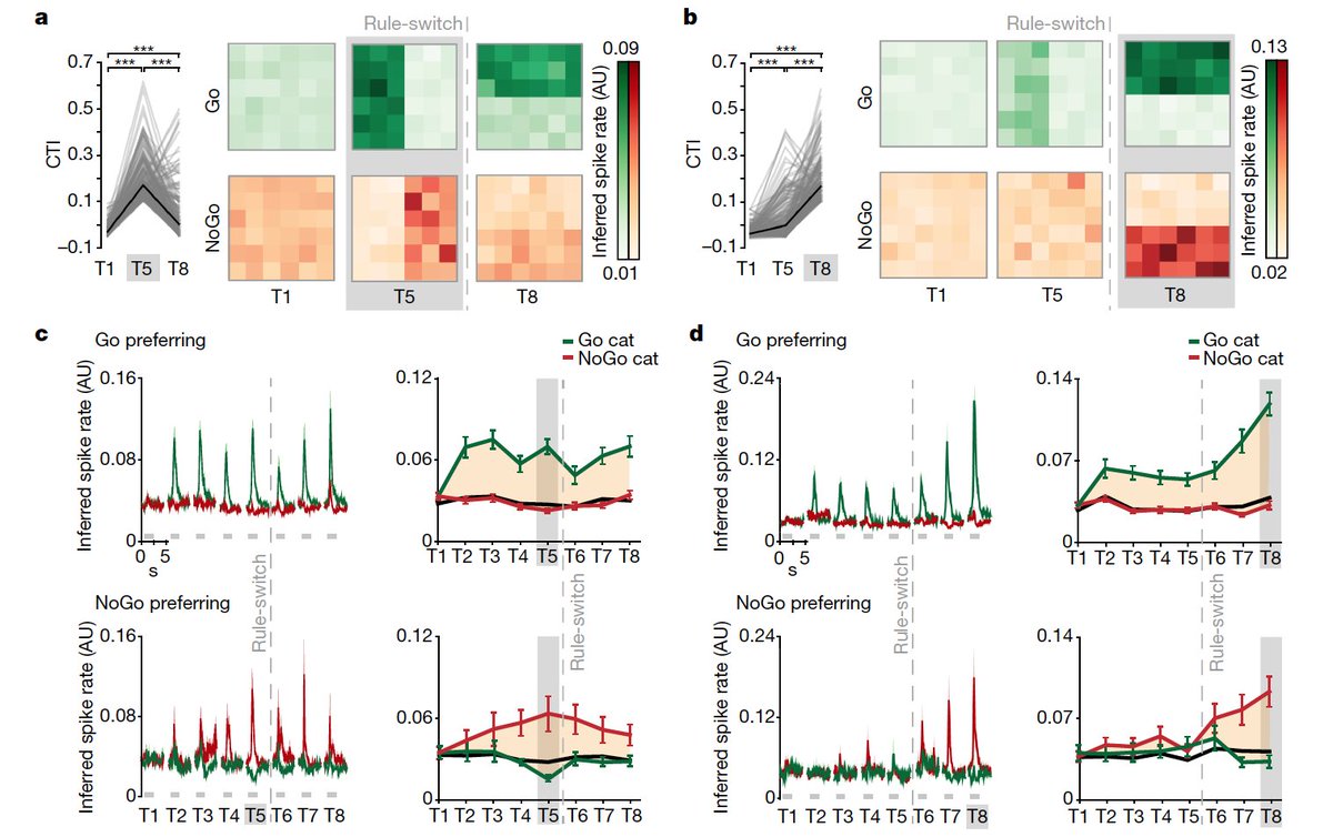 By following category-selective neurons through learning and investigating other task-relevant parameters, we found that mPFC neurons showed varying degrees of mixed selectivity for category, choice and reward and that category selectivity emerged gradually with learning. (4/6)